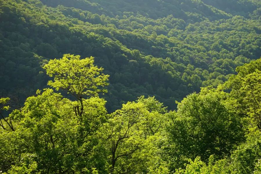 Forestazione in Basilicata, il centrosinistra attacca: “La crisi Cicala-Bardi penalizza i lavoratori”