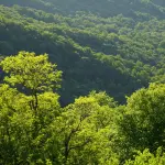 Forestazione in Basilicata, il centrosinistra attacca: “La crisi Cicala-Bardi penalizza i lavoratori”