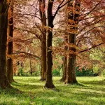 Basilicata, nuova legge sui parchi: regole più chiare e governance rafforzata